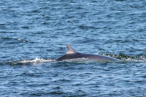 Minke Whale Surfacing Stock Photos