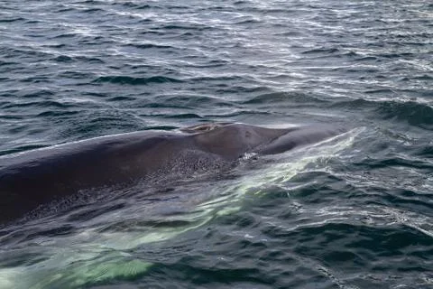 Minke whale's head pop up on the surface of the water Stock Photos