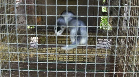 Minks in the cage Stock Footage 40301538