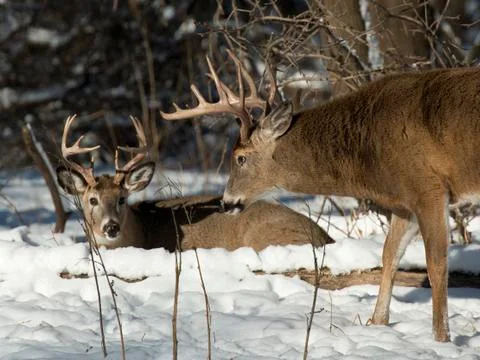 Minnesota Deer Stock Photos