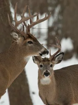Minnesota Deer Stock Photos