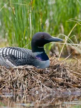 Minnesota Loon Stock Photos