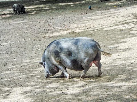 A Minnesota pig is walking Fotos de archivo