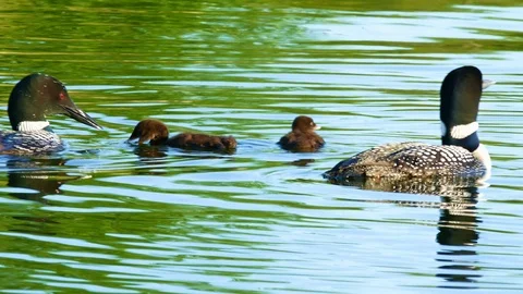 Minnesota State Bird, Common loon family or great northern divers - Gavia immer Stock Footage 90630893
