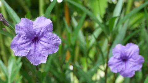 Minnie Root flower shaking with wind Stock Footage 81628910