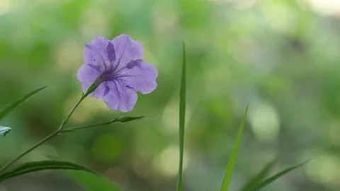 Minnie Root flower shaking with wind Stock Footage 82121230