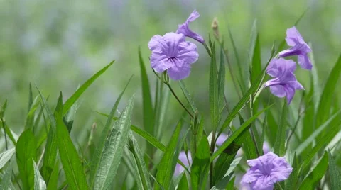 Minnieroot flowers shaking with wind Stock Footage 64735461