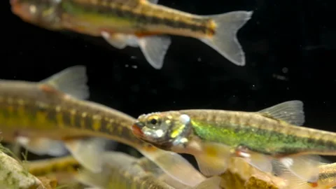 Minnow 2 Phoxinus phoxinus group swimming Video stock 171538262