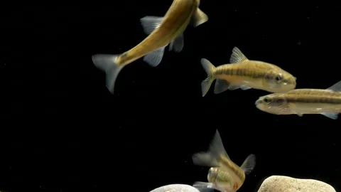 Minnow 4 Phoxinus phoxinus 25p small shoal swimming 스톡 동영상 171529036