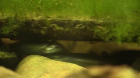 Minnow fight under river rock closeup Stock Footage