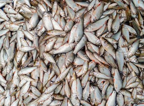 MINNOW FISH Stock Photos