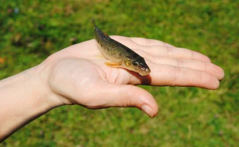 Minnow on hand Stock Photos