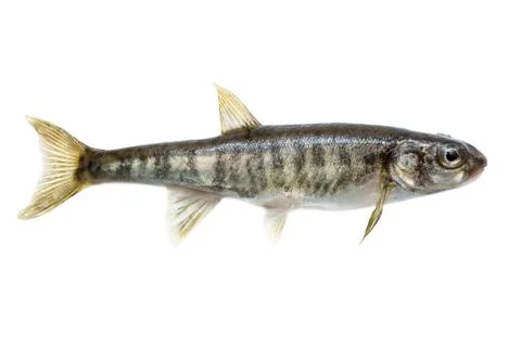 Minnow (Phoxinus) it is isolated on a white background 库存照片