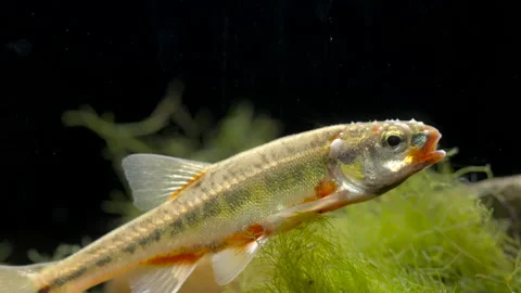 Minnow Phoxinus phoxinus 1 close up of male Stock Footage 171617599