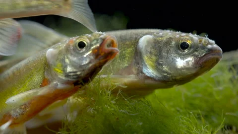 Minnow Phoxinus phoxinus 13 male in breeding condition Stock Footage 171617960