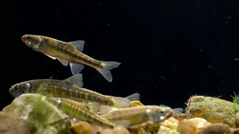 Minnow Phoxinus phoxinus 3 males in breeding condition Stock Footage 171617952