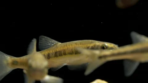 Minnow Phoxinus phoxinus 5 25p small shoal swimming Video stock 171586913