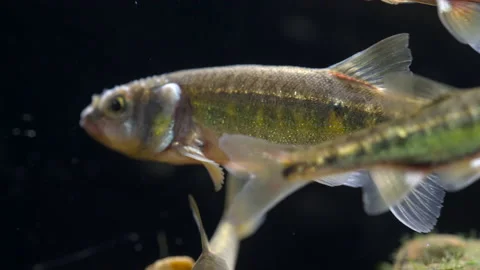 Minnow Phoxinus phoxinus 5 male in breeding colours Video stock 171618026