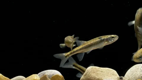 Minnow Phoxinus phoxinus 6 25p small shoal Stock Footage 171587400