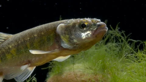 Minnow Phoxinus phoxinus  7 males in breeding condition Stock Footage 171617533