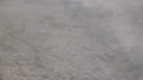 Minnows 30 sec.mp4 Stock Footage 40466124