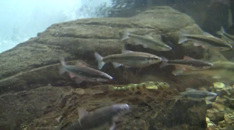 Minnows and other small fish swim against the current in simulated stream Stock Footage 40715331