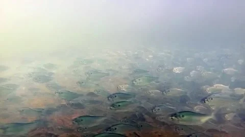 Minnows in Creek Stock Footage 48063025