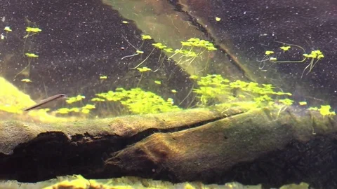 Minnows fish by log in river view under water Stock Footage 77237212