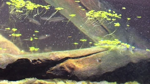 Minnows fish by log in river view under water Stock Footage 77238427