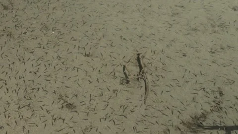 Minnows Moving Around Submerged Log in Talbot Lake’s Clear Shallow Water Vídeo Stock 344255839