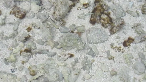 Minnows in the ocean Stock Footage 272228064