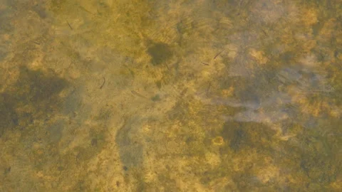 Minnows in Shallow Water, Algae Stock Footage 293264815