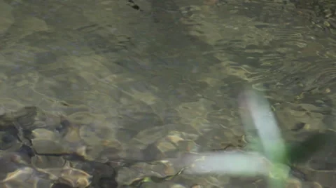 Minnows In The Stream Stock Footage 42182413