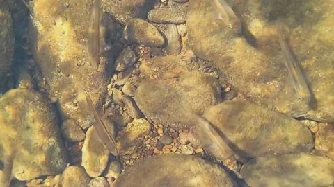 Minnows in stream slow motion Stock Footage 204957122