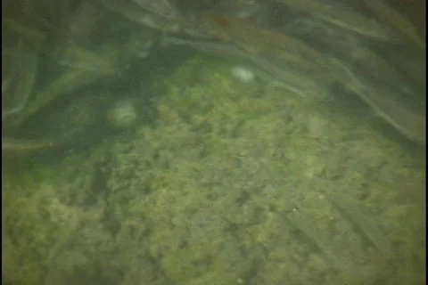 https://images.pond5.com/minnows-swim-river-footage-000339915_iconl.jpeg