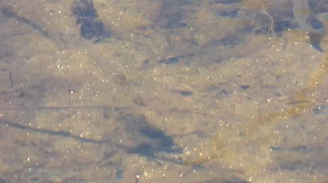 Minnows Swimming Quickly in a Pond Stock-Footage 39647231
