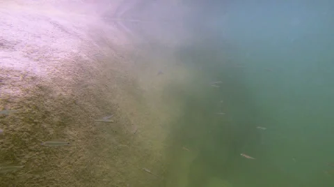 Minnows, Underwater III Stock Footage 32585032