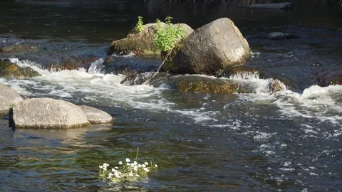 Miño river water stream Stock Footage 117911715