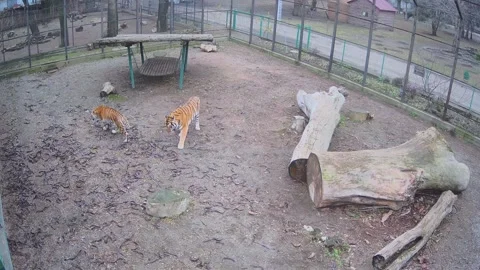 A minor fight between two aggressive tigers Stock Footage 145590303