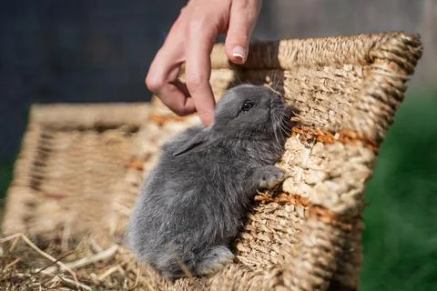 Minor - mini grey rabbit palm-sized sits on a wicker basket on a sunny day Photos
