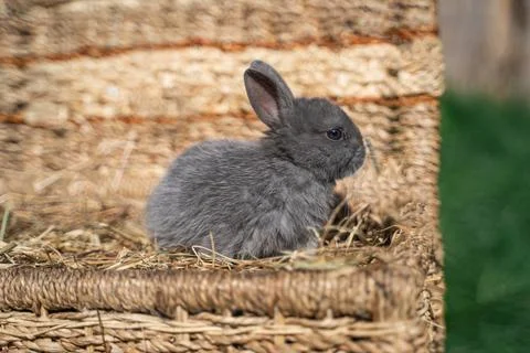 Minor - mini rabbit sitting on a wicker basket on a sunny day before Easter Stock Photos
