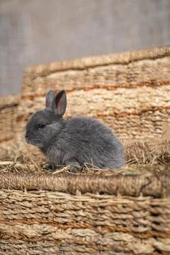 Minor - mini rabbit sitting on a wicker basket on a sunny day before Easter Stock Photos