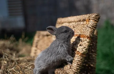 Minor - mini rabbit sitting on a wicker basket on a sunny day before Easter Stock Photos