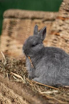 Minor - mini rabbit sitting on a wicker basket on a sunny day before Easter Stock Photos