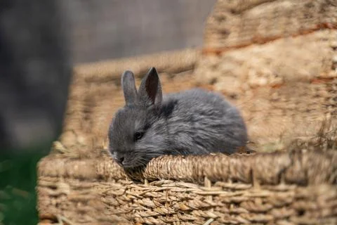 Minor - mini rabbit sitting on a wicker basket on a sunny day before Easter Stock Photos