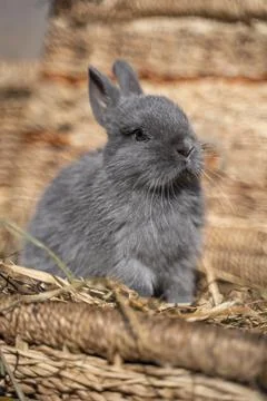 Minor - mini rabbit sitting on a wicker basket on a sunny day before Easter Stock Photos