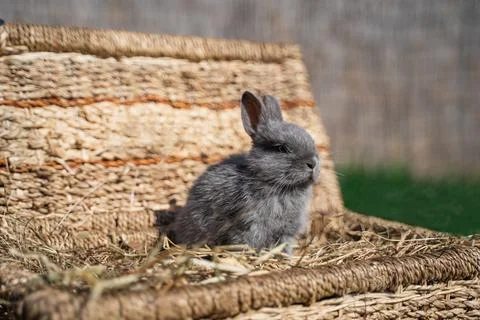 Minor - mini rabbit sitting on a wicker basket on a sunny day before Easter Stock Photos
