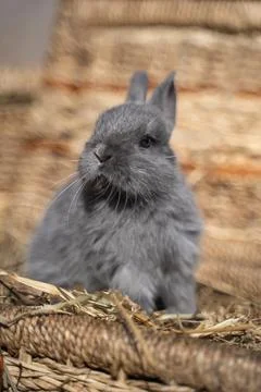 Minor - mini rabbit sitting on a wicker basket on a sunny day before Easter Stock Photos