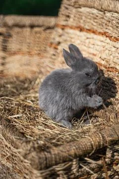 Minor - mini rabbit sitting on a wicker basket on a sunny day before Easter Stock Photos