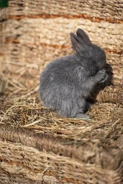 Minor - mini rabbit sitting on a wicker basket on a sunny day before Easter Stock Photos